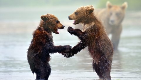 Медведи, детеныши, вода, туман