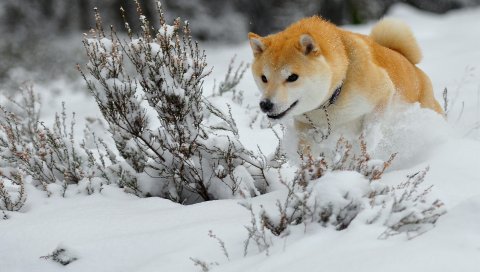 Собака, щенок, снег, бег, прыжок