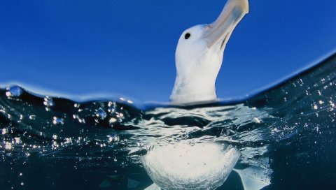 Утка, птица, вода, море, плавание