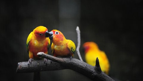 Попугай, ветка, цвет, птицы