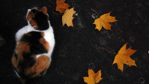 Кошка, вниз, листья, осень