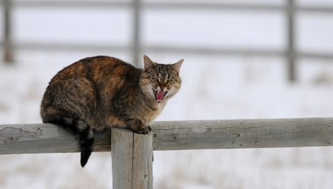 Кошка, забор, крик, сидеть, зима, снег