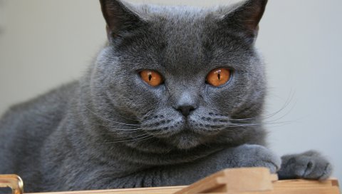 Кошка, бритон, лицо, глаза