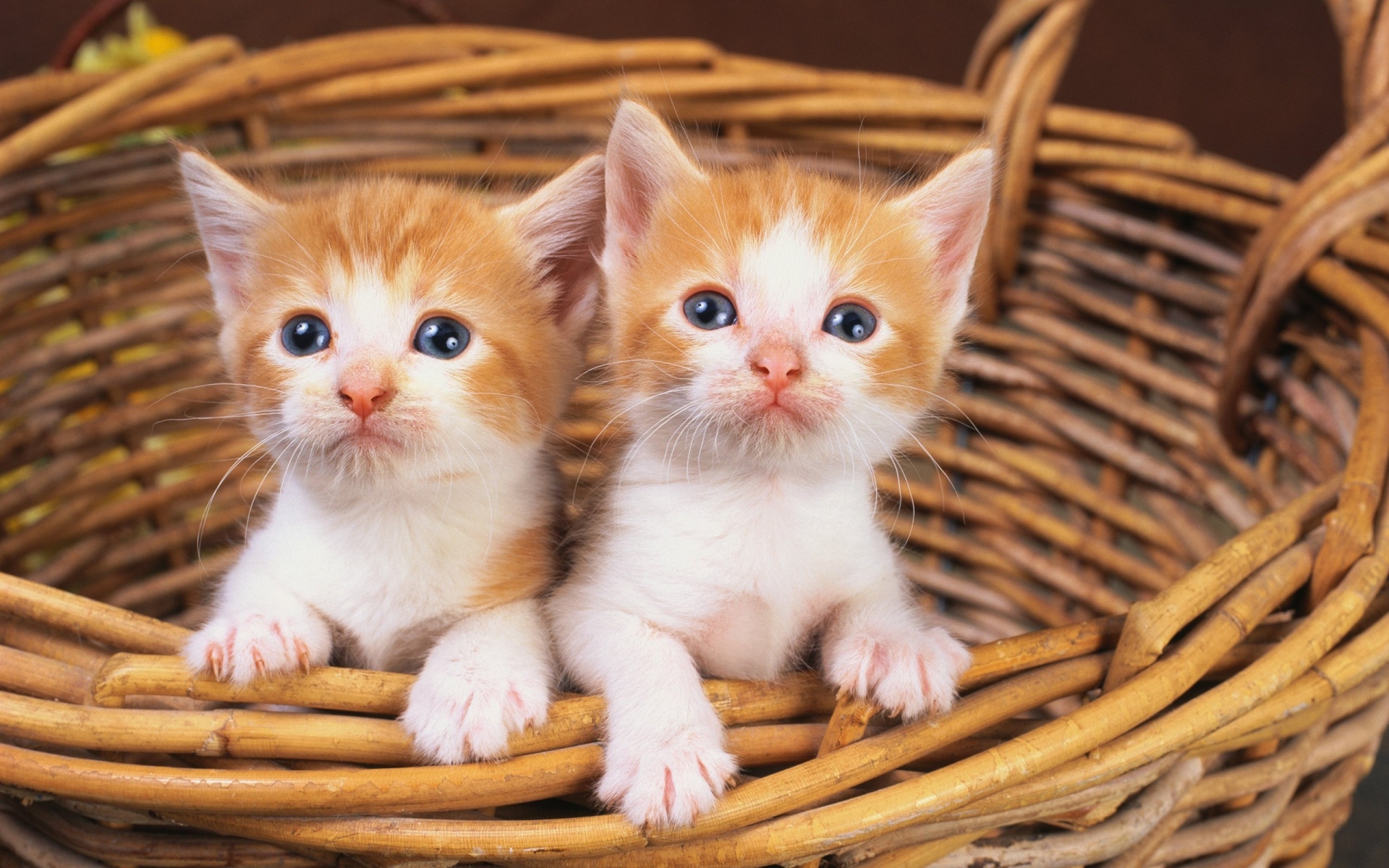 Картинки Корзины, котят, фото и обои на рабочий стол