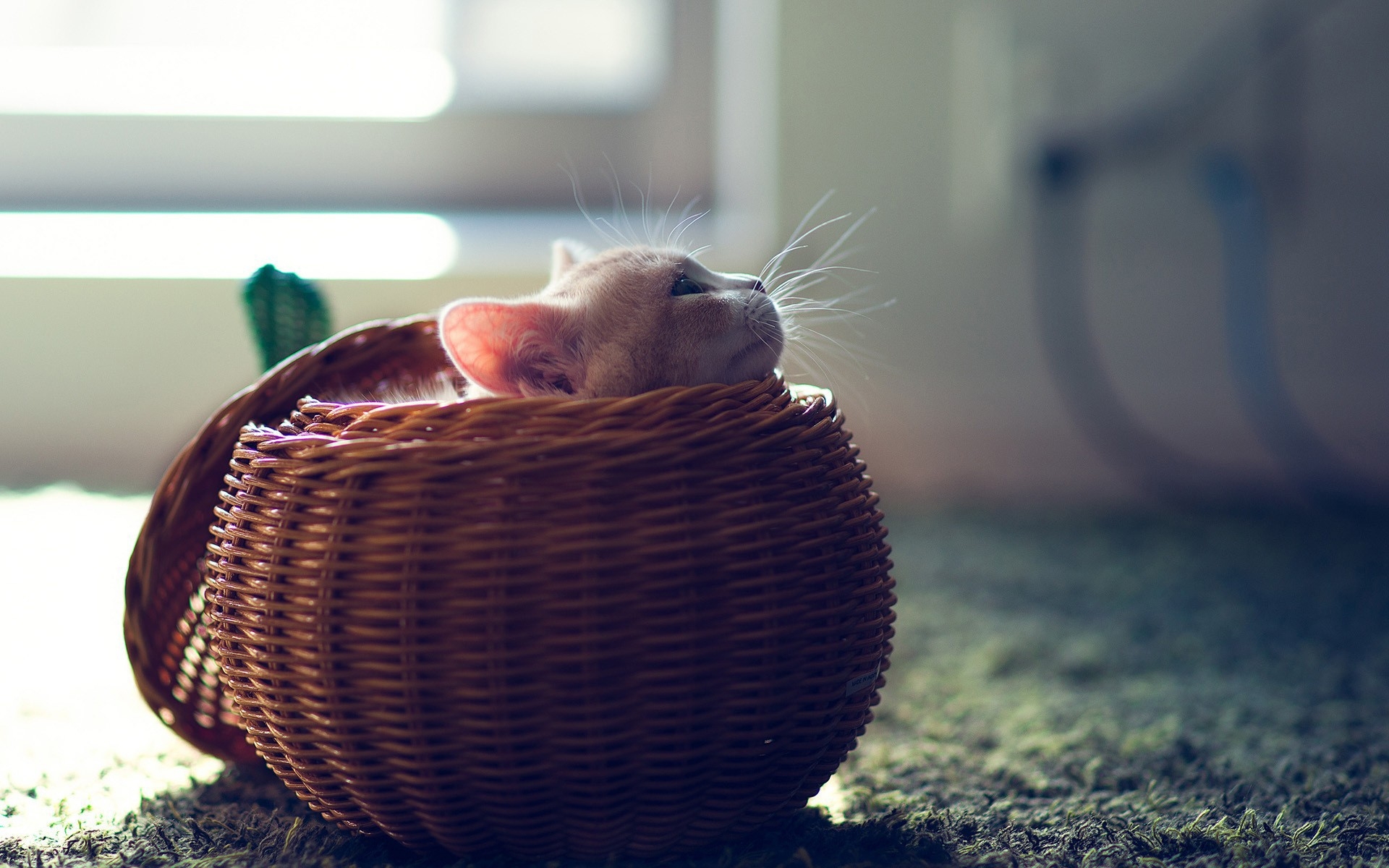 Картинки Котенок, корзина, игривый, скрыть фото и обои на рабочий стол