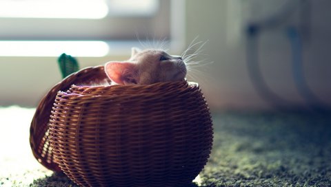 Котенок, корзина, игривый, скрыть