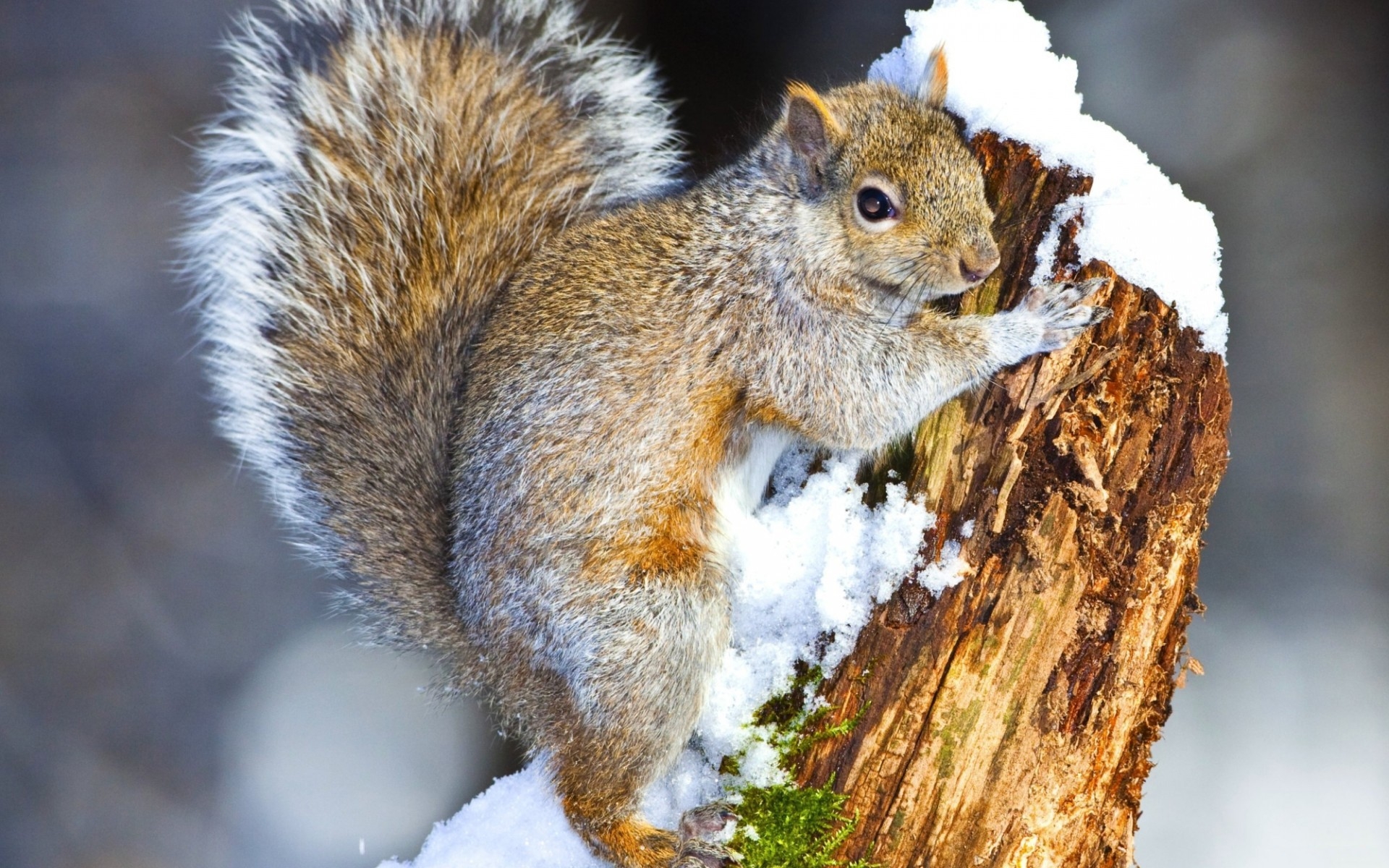 природа животные белка снег nature animals protein snow скачать