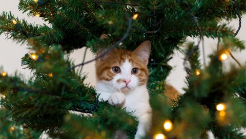 Ель, кошка, новый год, игривый