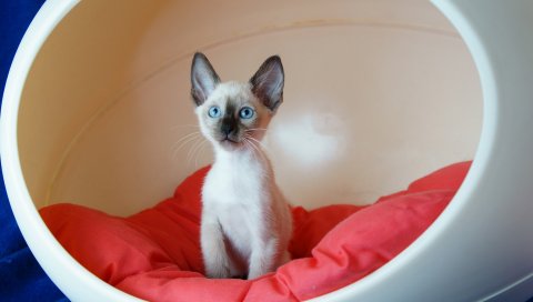 Кошка, подушка, сидение, стул