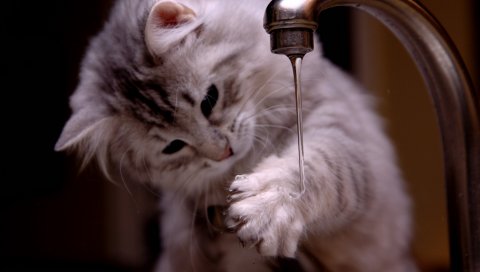 Кошка, котенок, пушистый, краны, вода