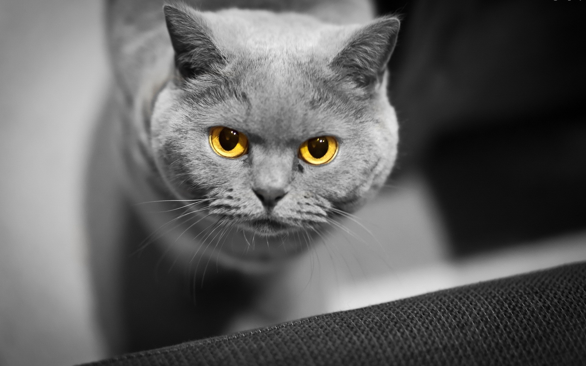 Картинки Кошка, лицо, глаза, британский фото и обои на рабочий стол
