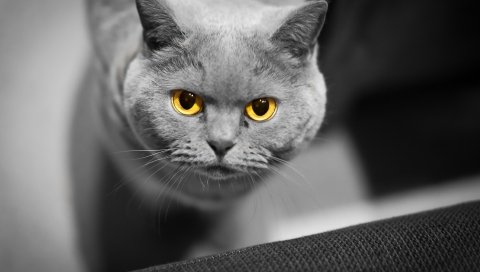 Кошка, лицо, глаза, британский