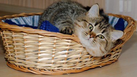 Корзина, лежащая в основе, кошка, игривая