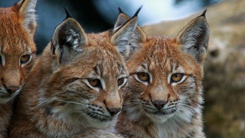 Рысь, большие кошки, лицо, глаза