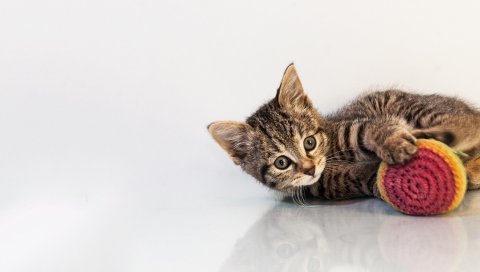 Котенок, игрушки, кошка, игривый, фон