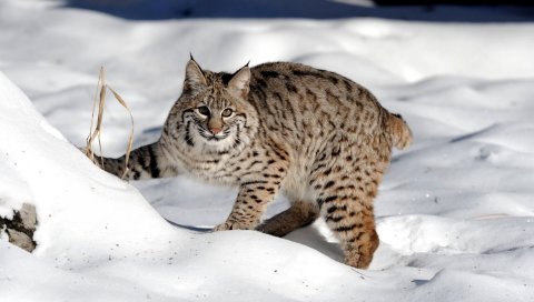 Снег, лес, рысь, кошка
