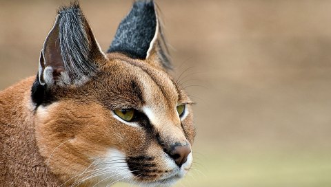 Каракал, взгляд, лицо,
