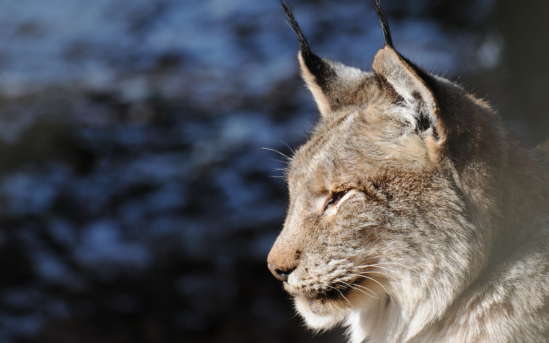 Картинки Lynx, лицо, хищник, профиль фото и обои на рабочий стол