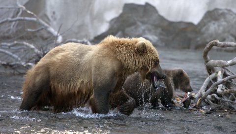 Медведи, вода, прогулка, река