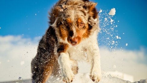 Собаки, снег, бежать, прыгать