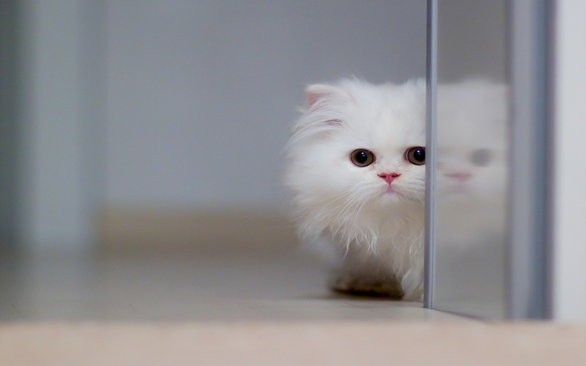 Картинки Скрыть, котенок, лицо, глаза фото и обои на рабочий стол