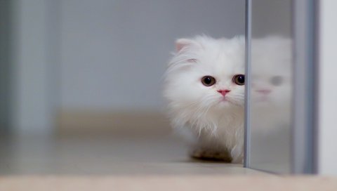 Скрыть, котенок, лицо, глаза