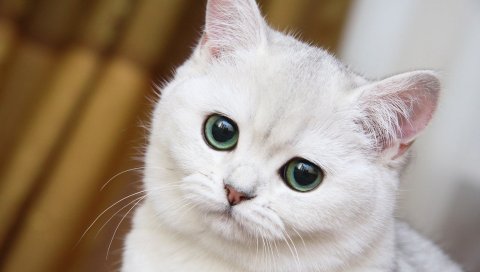 Милый, белый кот, морда