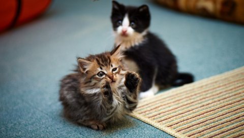Котята, пара, игривый, симпатичный