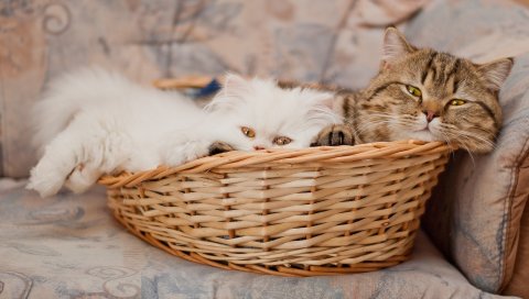 Корзина, кошки, ложь