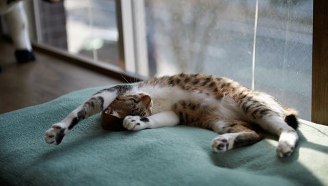 Кошка, вниз, сон, ковер, окно