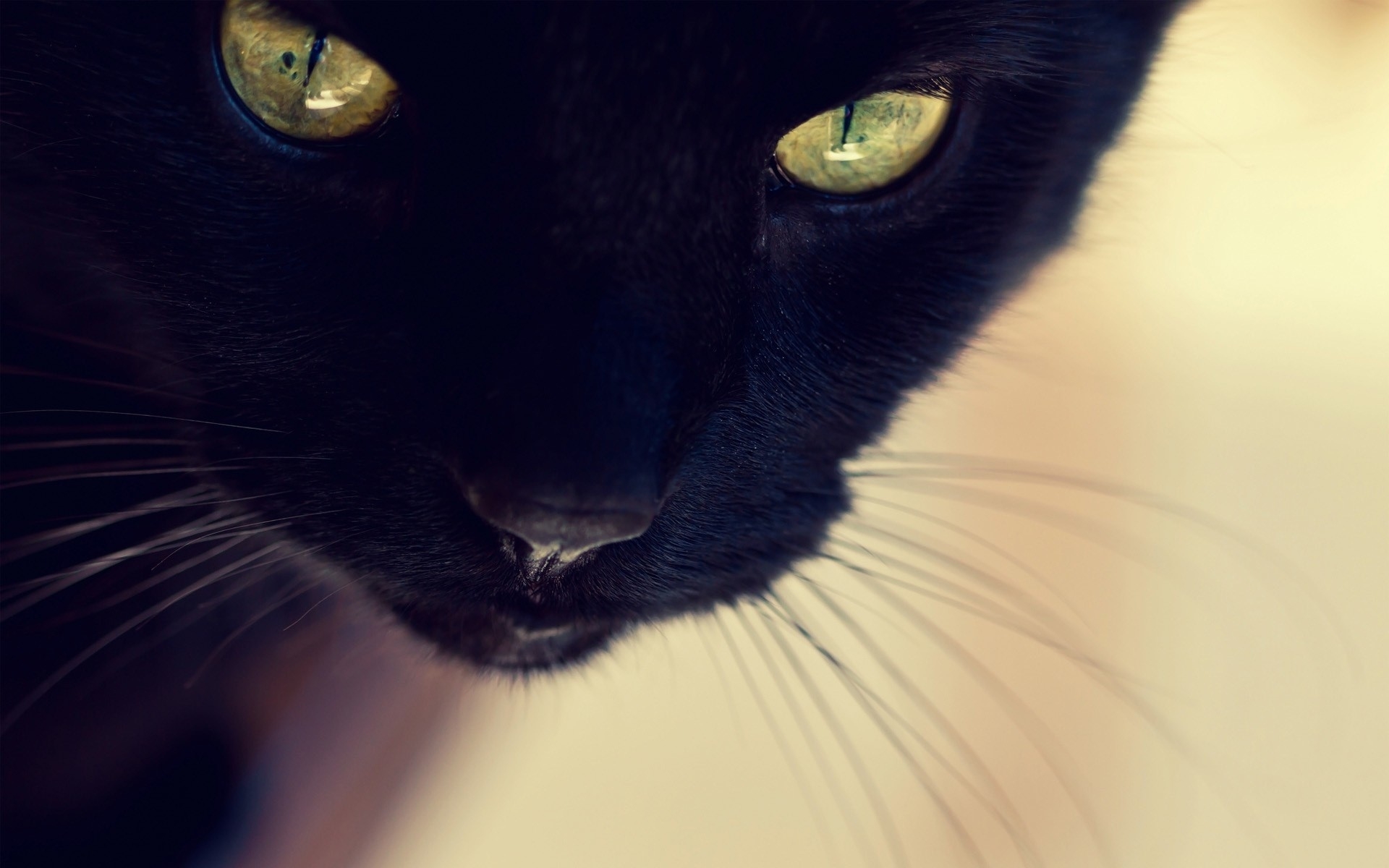 Картинки Черная кошка, лицо, глаза, нос, усы фото и обои на рабочий стол