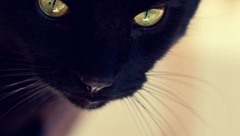 Черная кошка, лицо, глаза, нос, усы