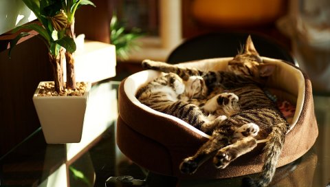 Кошки лежат, пар, котята, спят