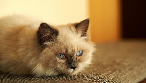 Кошка, пушистая, опущенная, грустная