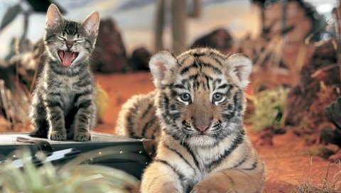 Тигр, кот, кот, плач, дружба