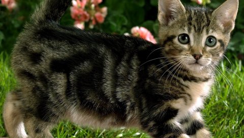 Котенок, трава, полосатый, цветы