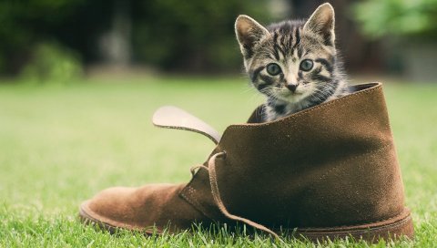 Котенок, обувь, трава