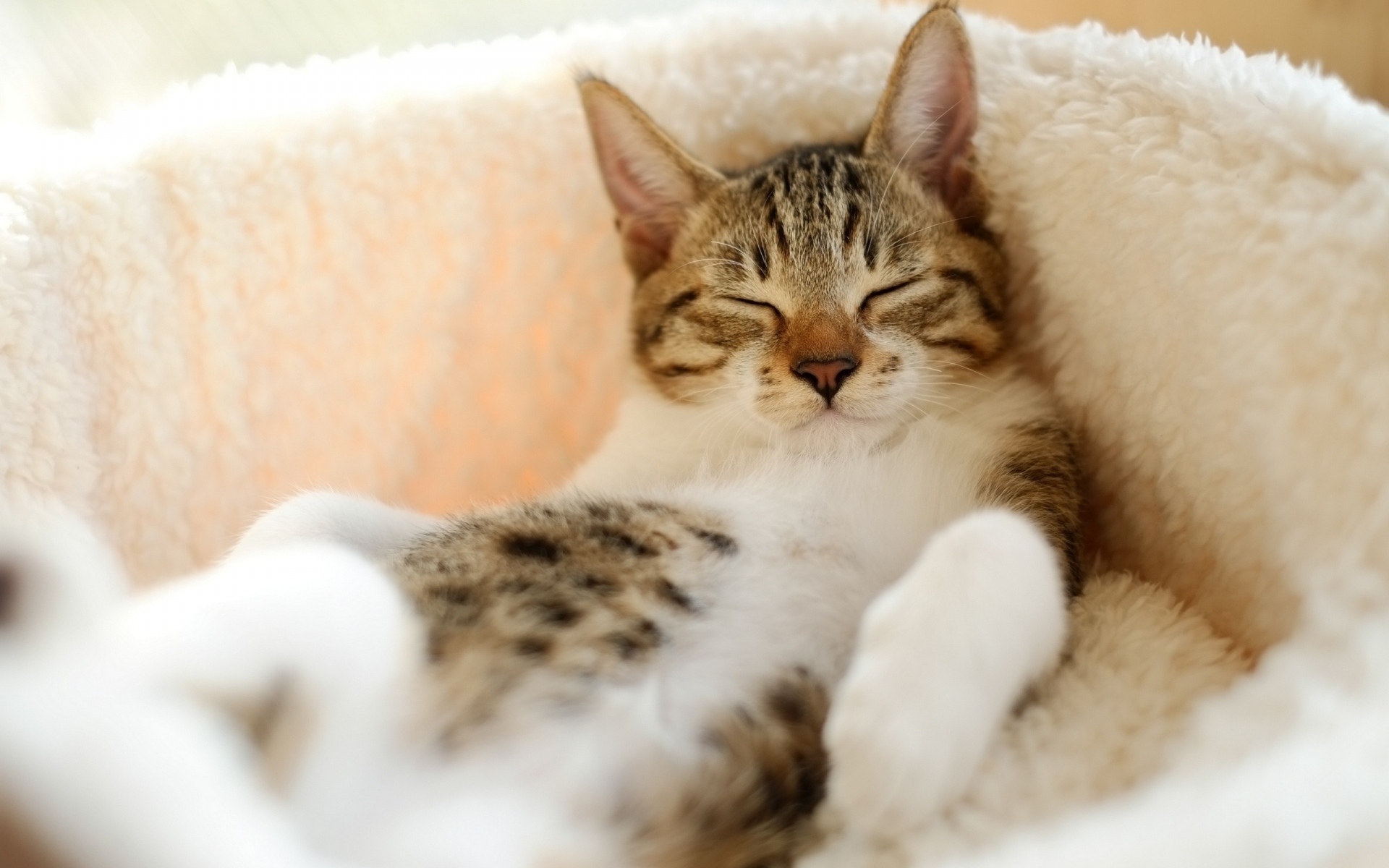 Картинки Кошка, лежа, спящая, полосатая фото и обои на рабочий стол