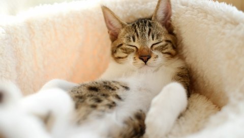 Кошка, лежа, спящая, полосатая