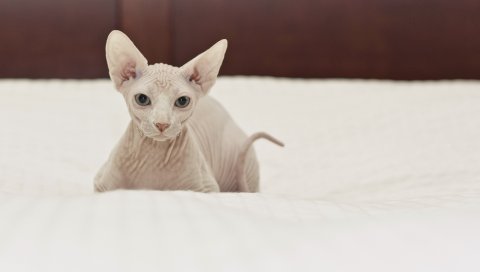 Кошка, сфинкс, ложь