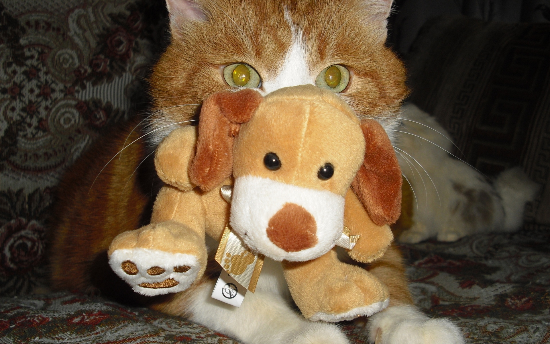Картинки Кошка, игрушка, глаза, пушистые фото и обои на рабочий стол