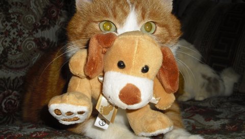 Кошка, игрушка, глаза, пушистые