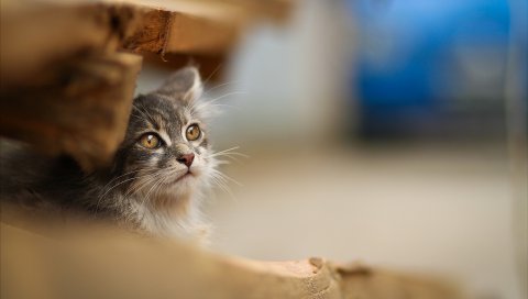 Кошка, размытие, сидение, морда