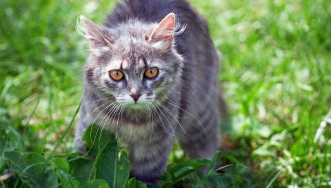 Кошка, трава, фанк, полосатый