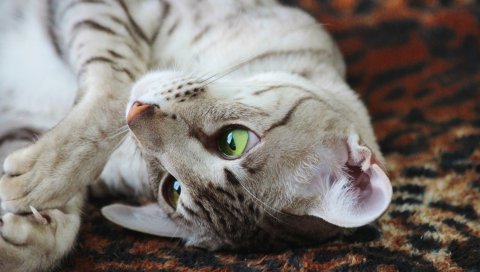 Кошка, табби, игривая, морда