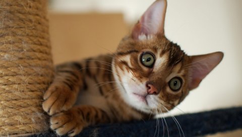 Кошка, царапины, морда