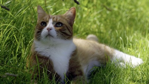 Кошка, трава, ложь, милый, отдых