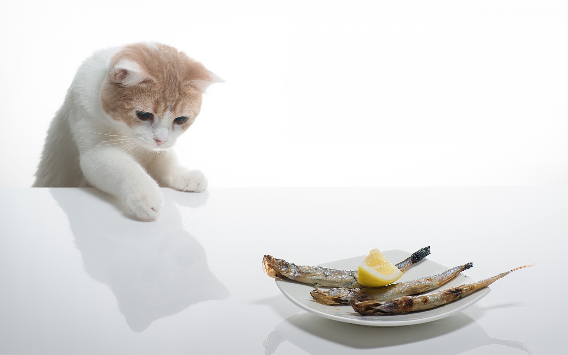 Картинки Кошка, тарелки, еда, вкусные фото и обои на рабочий стол