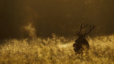 Олень, поле, трава, ходьба, темнота