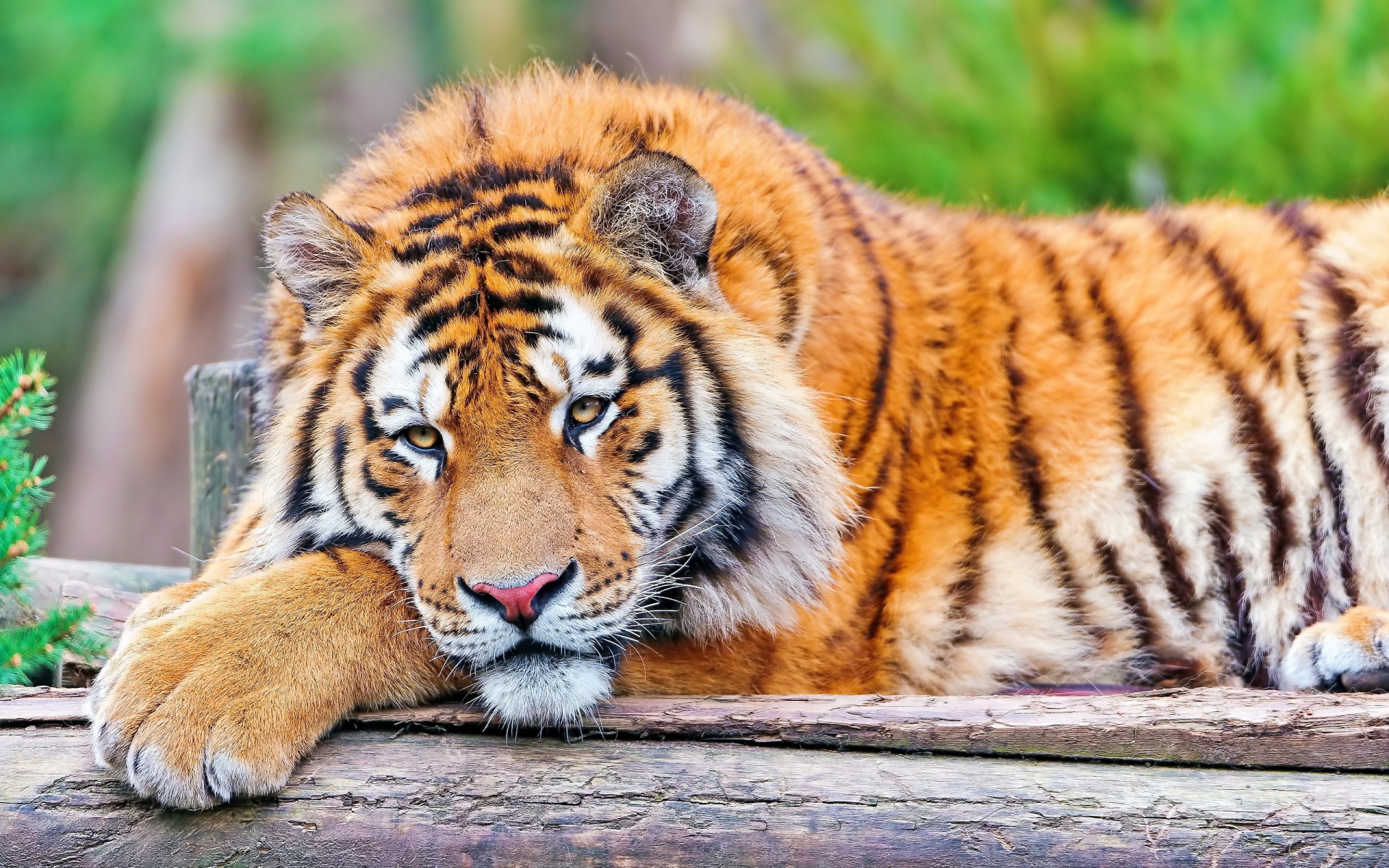 Картинки Тигр, трава, большой кот, плотоядное животное, ложь фото и обои на рабочий стол
